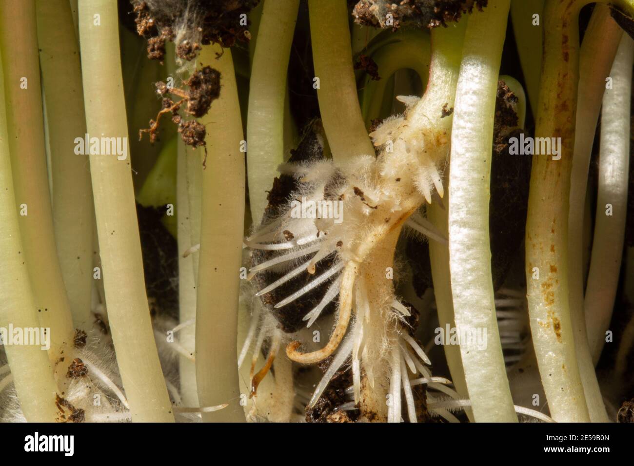 Photo macro de la racine, rhizoïde des graines de tournesol. Semis de tiges, Banque D'Images