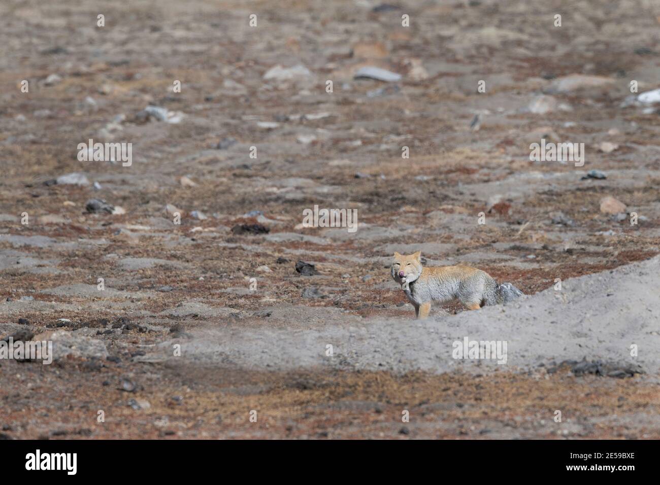L'image du renard tibétain ou renard de sable (Vulpes ferrilata) était takenat Sikkim, Inde, Asie Banque D'Images