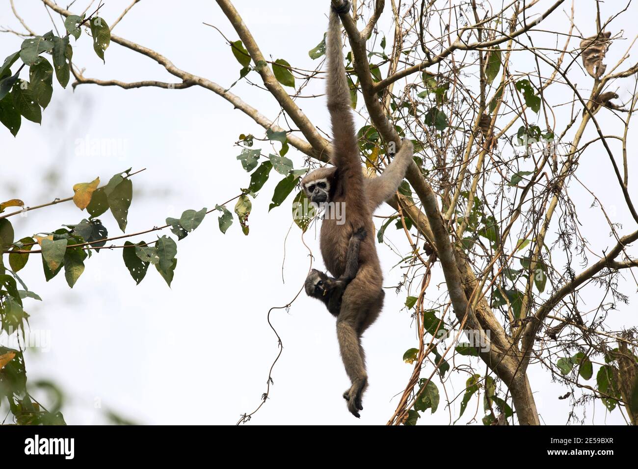 L'image de Hoolock gibbon (Hoolock hoolock) a été prise dans le sanctuaire de Gibbbon Assam, Inde, Asie Banque D'Images