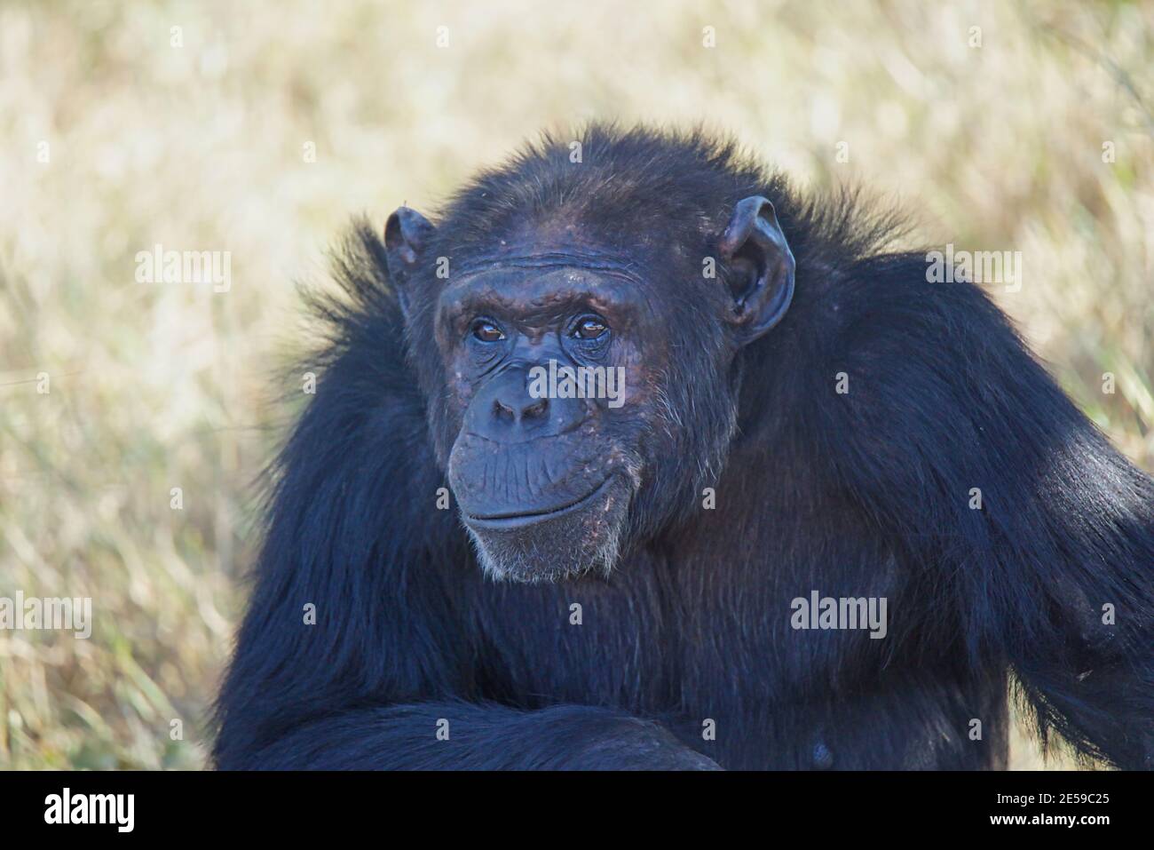 Les chimpanzés africains s'assoient sur l'herbe. Il regarde devant avec un sourire sur son visage. Un grand nombre d'animaux migrent vers la réserve naturelle nationale de Masai Mara Banque D'Images