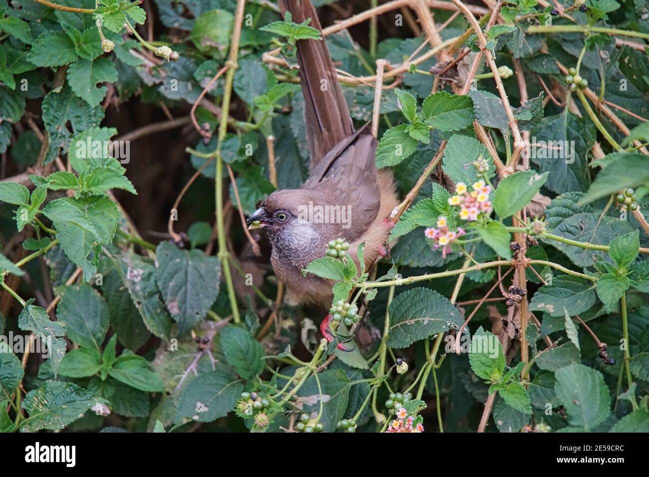 Le mousebird moucheté (Colius striatus) mange des fruits de lantana. Un grand nombre d'animaux migrent vers la réserve naturelle nationale de Masai Mara au Kenya, AF Banque D'Images