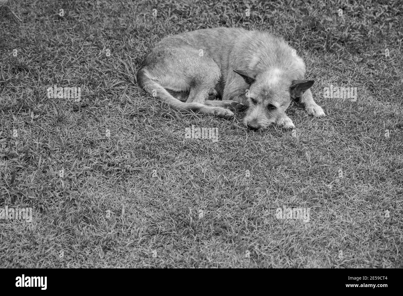 chien triste reposant sur l'herbe, en attente de nourriture Banque D'Images