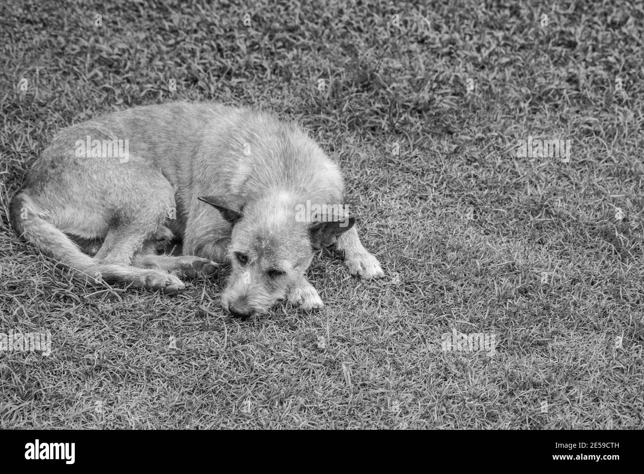 chien triste reposant sur l'herbe, en attente de nourriture Banque D'Images