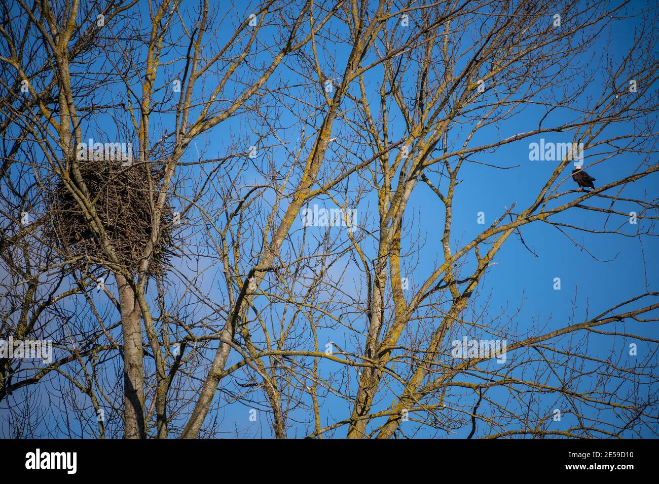 L'arbre est un bois de coton et est idéalement situé pour les aigles. Il y a peu de grands contreforts sur les Flats de Samish comme une grande partie de la terre est agricole ou Banque D'Images