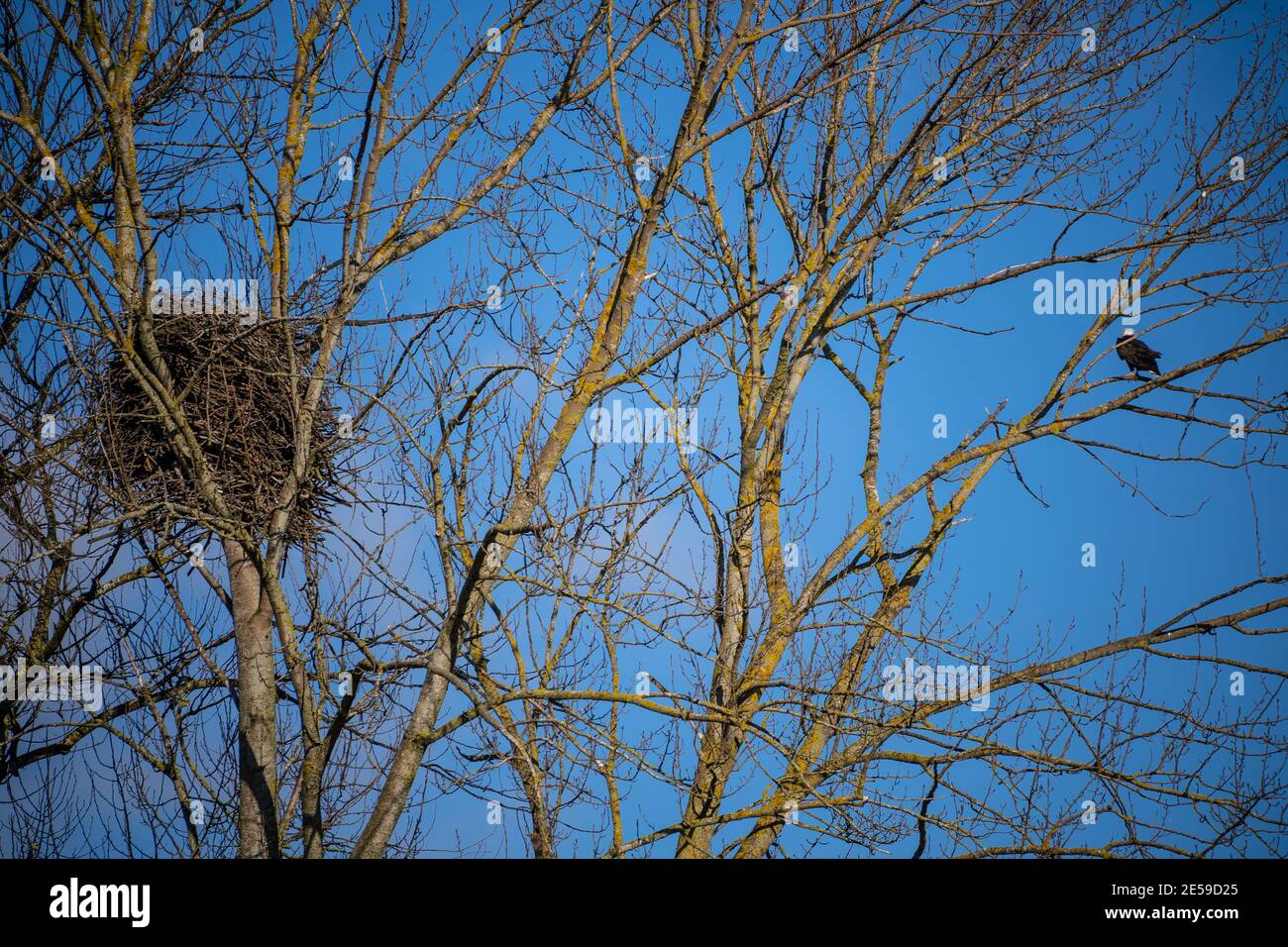 L'arbre est un bois de coton et est idéalement situé pour les aigles. Il y a peu de grands contreforts sur les Flats de Samish comme une grande partie de la terre est agricole ou Banque D'Images