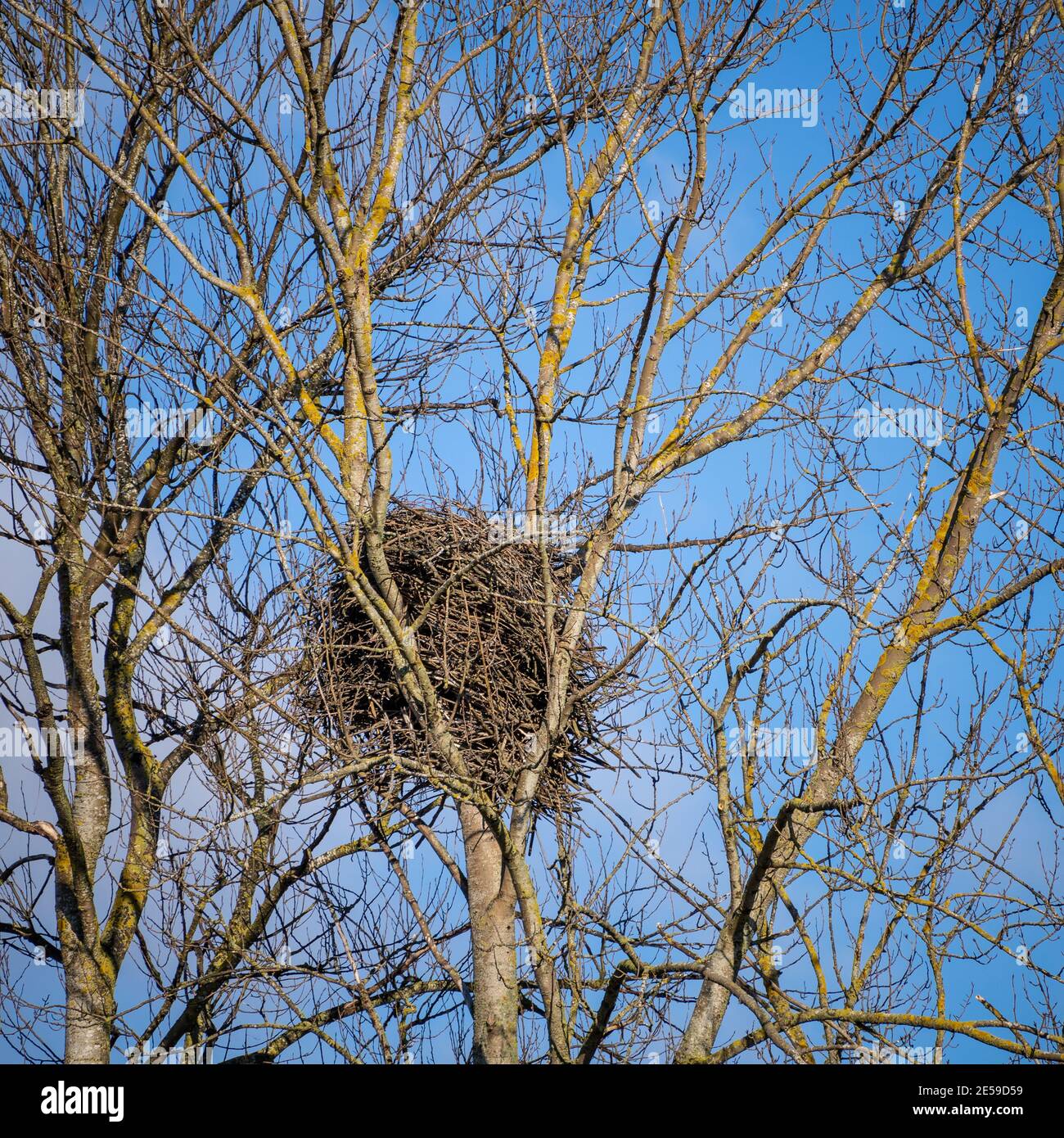 L'arbre est un bois de coton et est idéalement situé pour les aigles. Il y a peu de grands contreforts sur les Flats de Samish comme une grande partie de la terre est agricole ou Banque D'Images