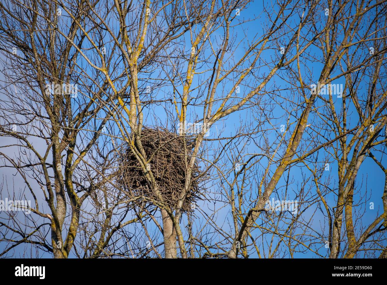 L'arbre est un bois de coton et est idéalement situé pour les aigles. Il y a peu de grands contreforts sur les Flats de Samish comme une grande partie de la terre est agricole ou Banque D'Images