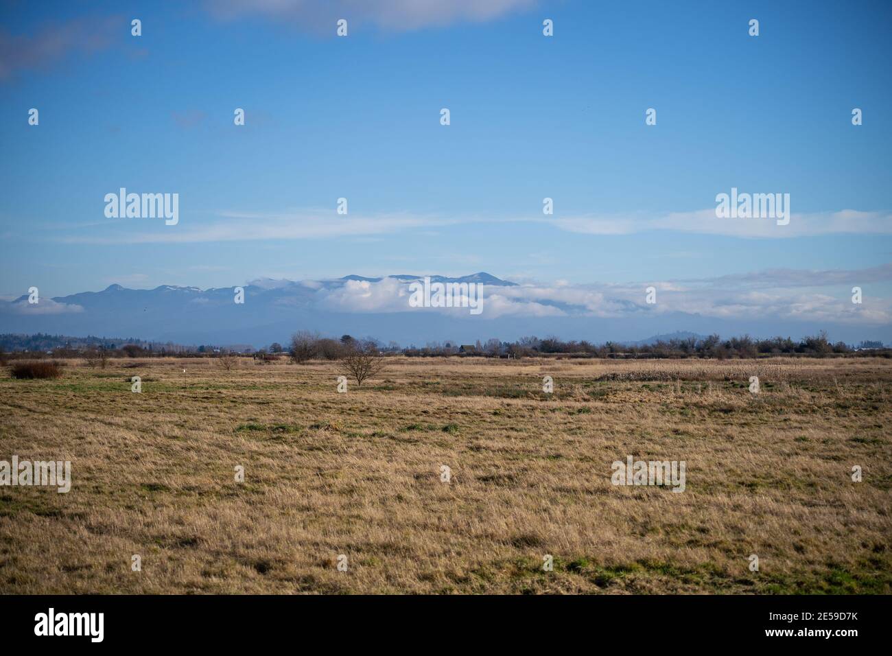 L'unité Samish est composée de champs agricoles et de milieux humides, situés à côté de la baie Padilla, dans le nord-ouest du comté de Skagit. C'est une sauvagine populaire Banque D'Images