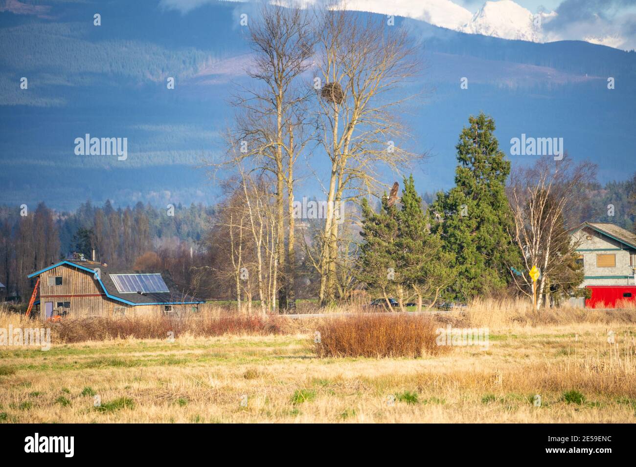 L'arbre est un bois de coton et est idéalement situé pour les aigles. Il y a peu de grands contreforts sur les Flats de Samish comme une grande partie de la terre est agricole ou Banque D'Images