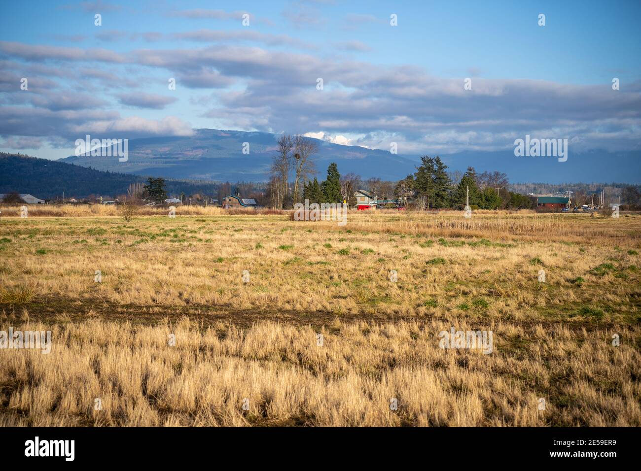 L'arbre est un bois de coton et est idéalement situé pour les aigles. Il y a peu de grands contreforts sur les Flats de Samish comme une grande partie de la terre est agricole ou Banque D'Images