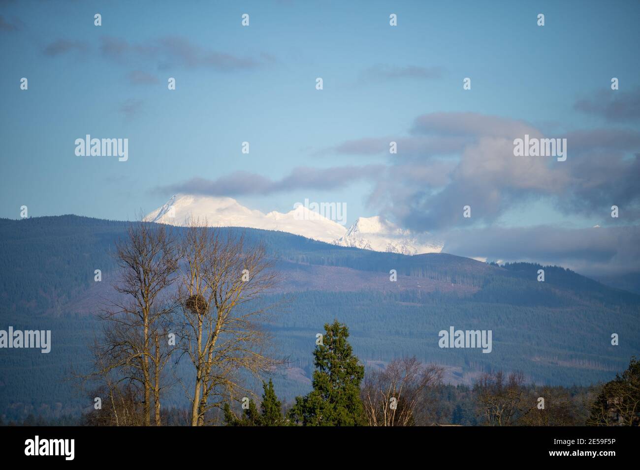 L'arbre est un bois de coton et est idéalement situé pour les aigles. Il y a peu de grands contreforts sur les Flats de Samish comme une grande partie de la terre est agricole ou Banque D'Images