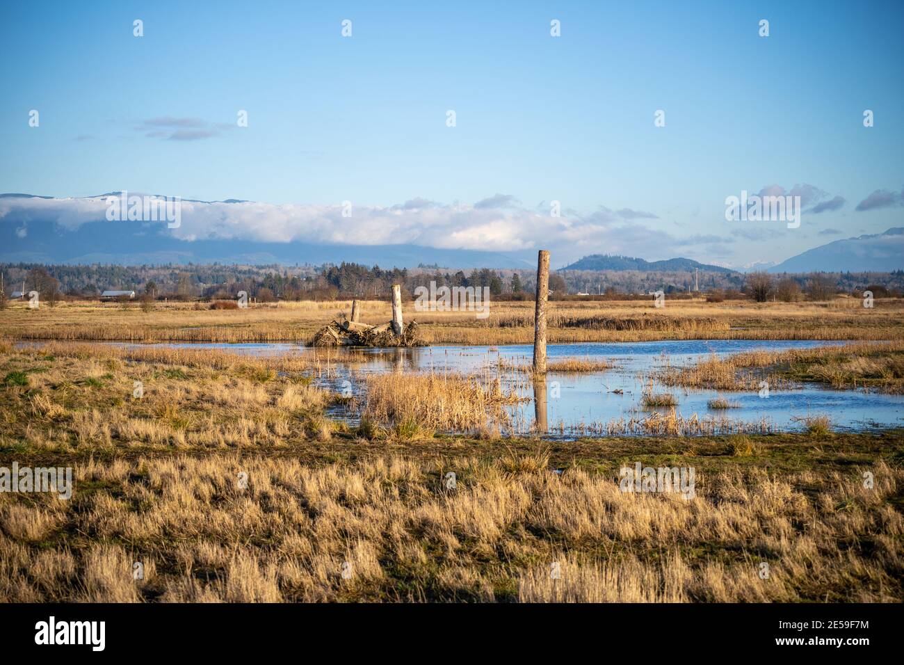 L'unité Samish est composée de champs agricoles et de milieux humides, situés à côté de la baie Padilla, dans le nord-ouest du comté de Skagit. C'est une sauvagine populaire Banque D'Images