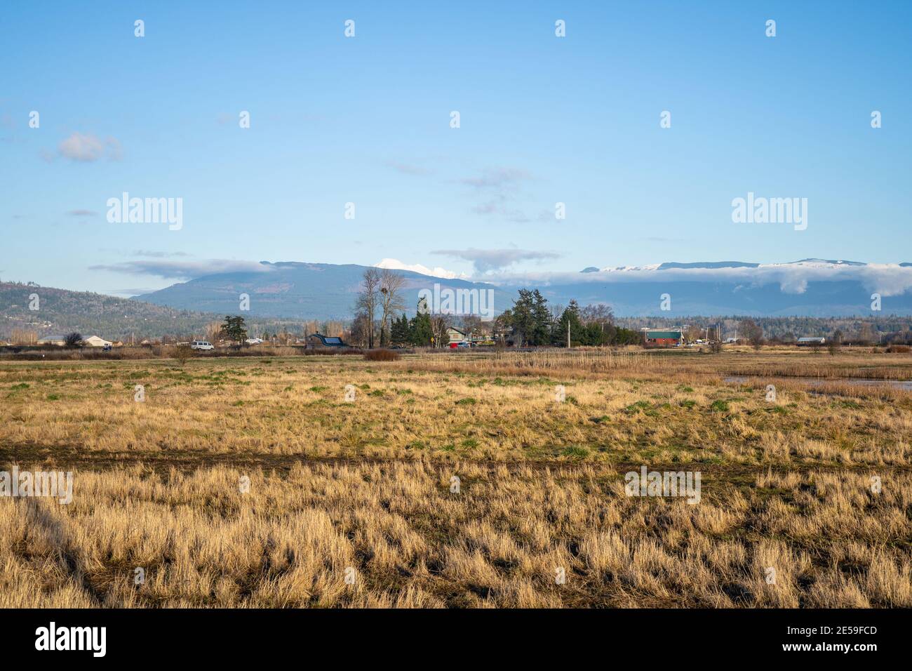 L'unité Samish est composée de champs agricoles et de milieux humides, situés à côté de la baie Padilla, dans le nord-ouest du comté de Skagit. C'est une sauvagine populaire Banque D'Images