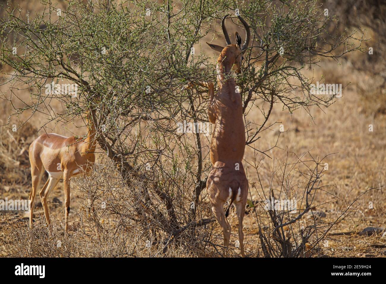 Gerenuks (Litocranius walleri) mangent des feuilles. L'un d'eux se tenait sur deux jambes. Un grand nombre d'animaux migrent vers la faune nationale de Masai Mara Banque D'Images