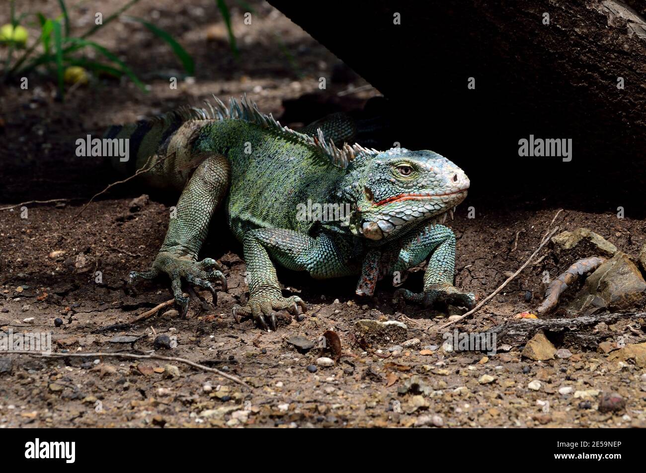 Iguana iguana, iguana verte, Grüner Leguan Banque D'Images