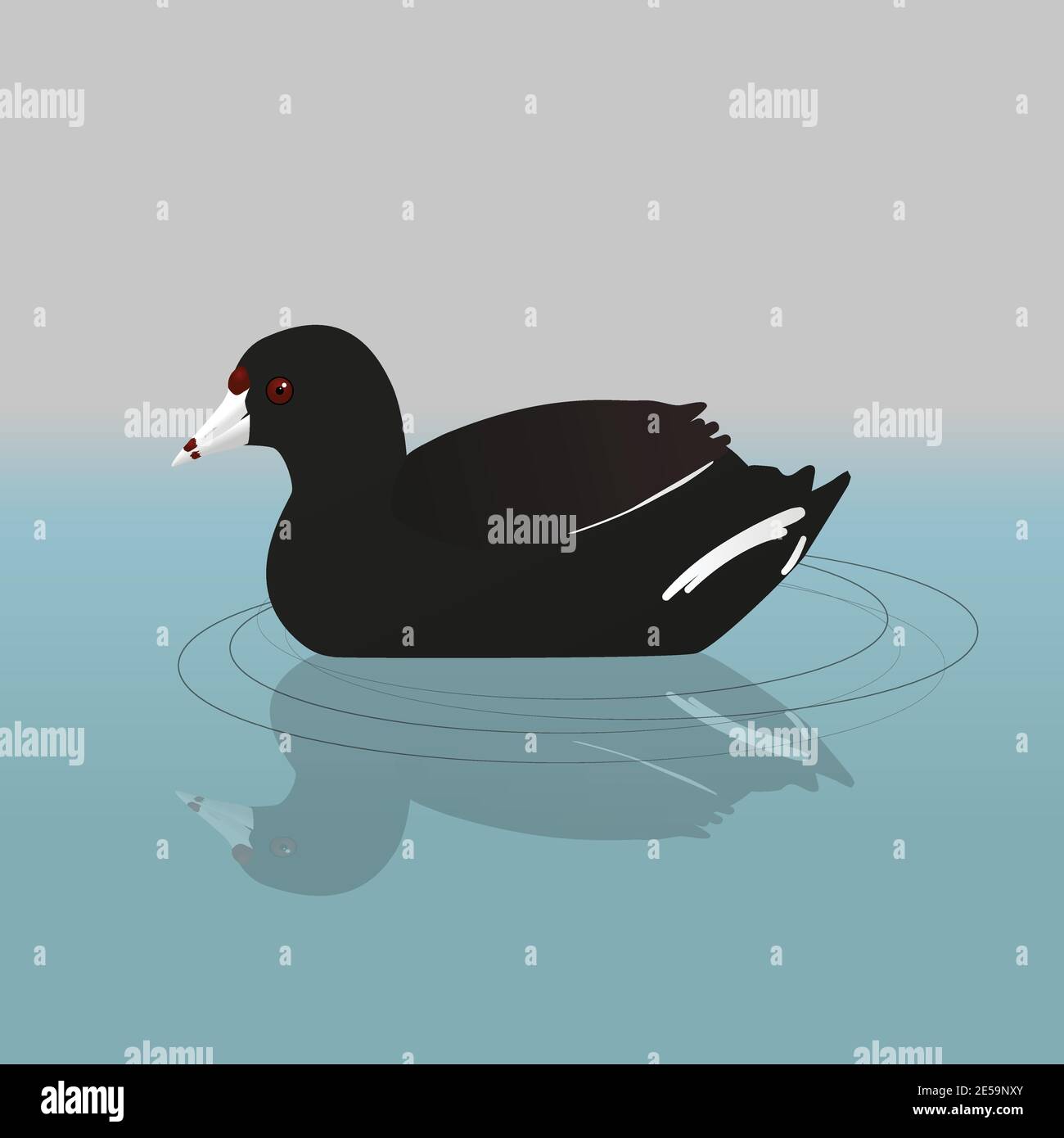 Un coq américain ou une poule de boue nageant dans l'eau Illustration de Vecteur