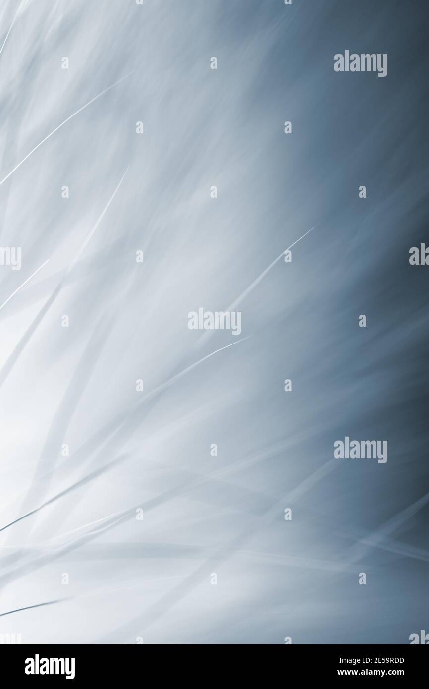 arrière-plan abstrait - fourrure d'animal gros plan, effet rayons x. Banque D'Images