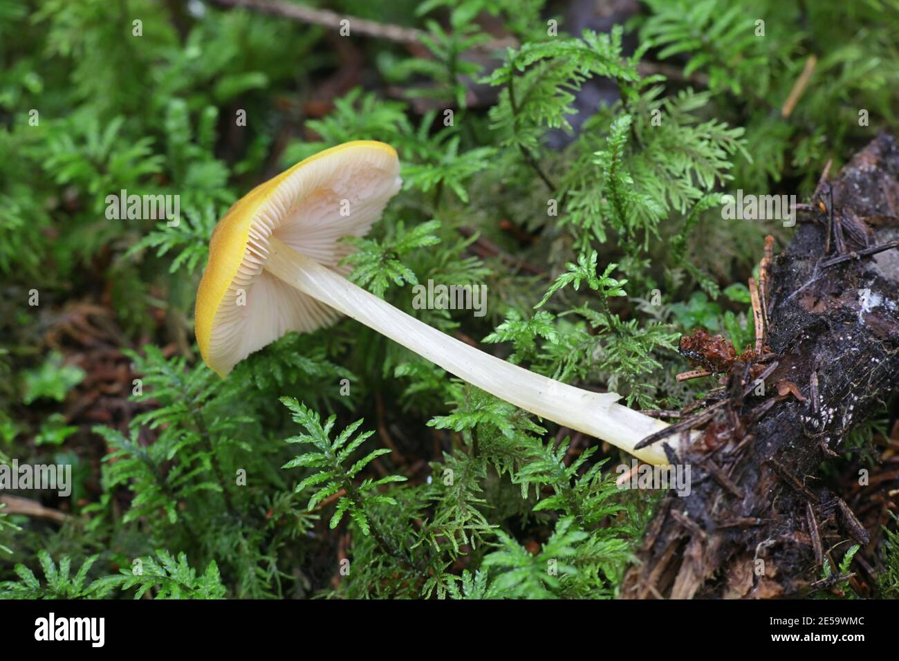 Pluteus leoninus, connu sous le nom de bouclier de lion, champignon sauvage de Finlande Banque D'Images