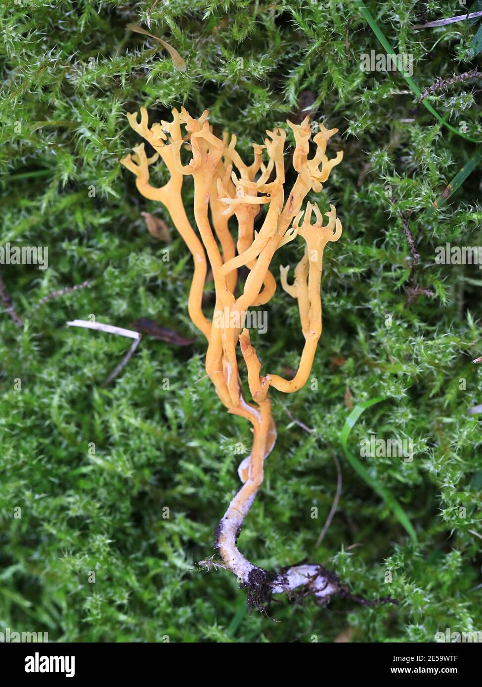 Clavulinopsis corniculata, connu sous le nom de champignon de corail de Meadow, champignon sauvage de Finlande Banque D'Images
