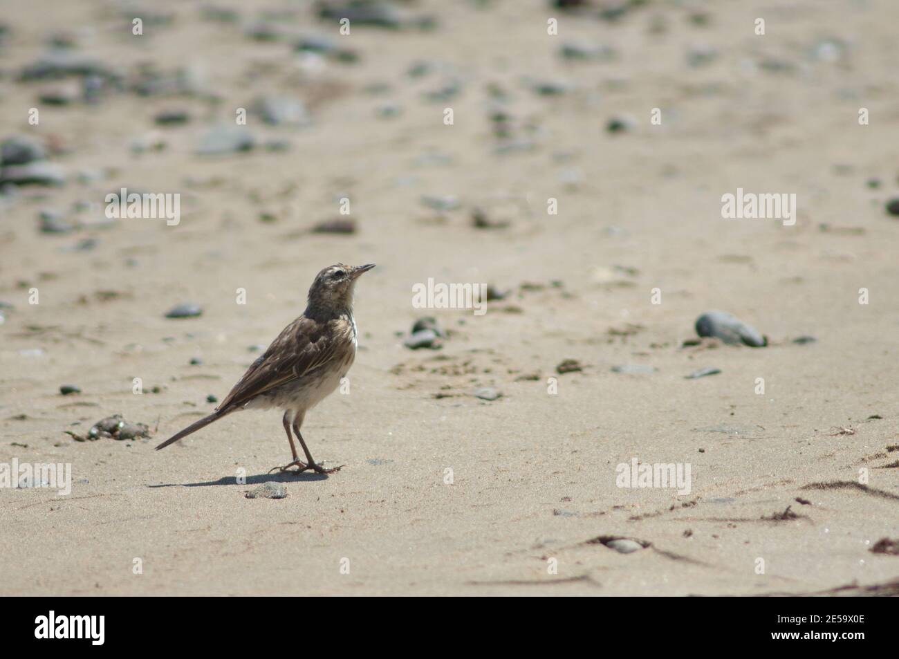 Nouvelle-Zélande pipit Anthus novaeseelandiae. Cape Kidnappers Réserve de Gannet. Île du Nord. Nouvelle-Zélande. Banque D'Images