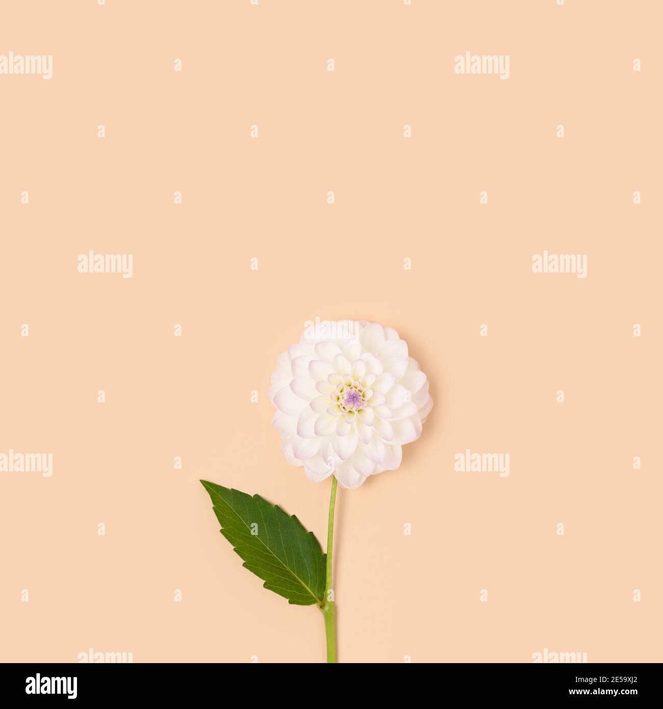 Fleur de dahlia blanche avec feuille verte sur fond beige. Concept de  sensibilité au printemps. Composition de la nature avec espace de copie  Photo Stock - Alamy