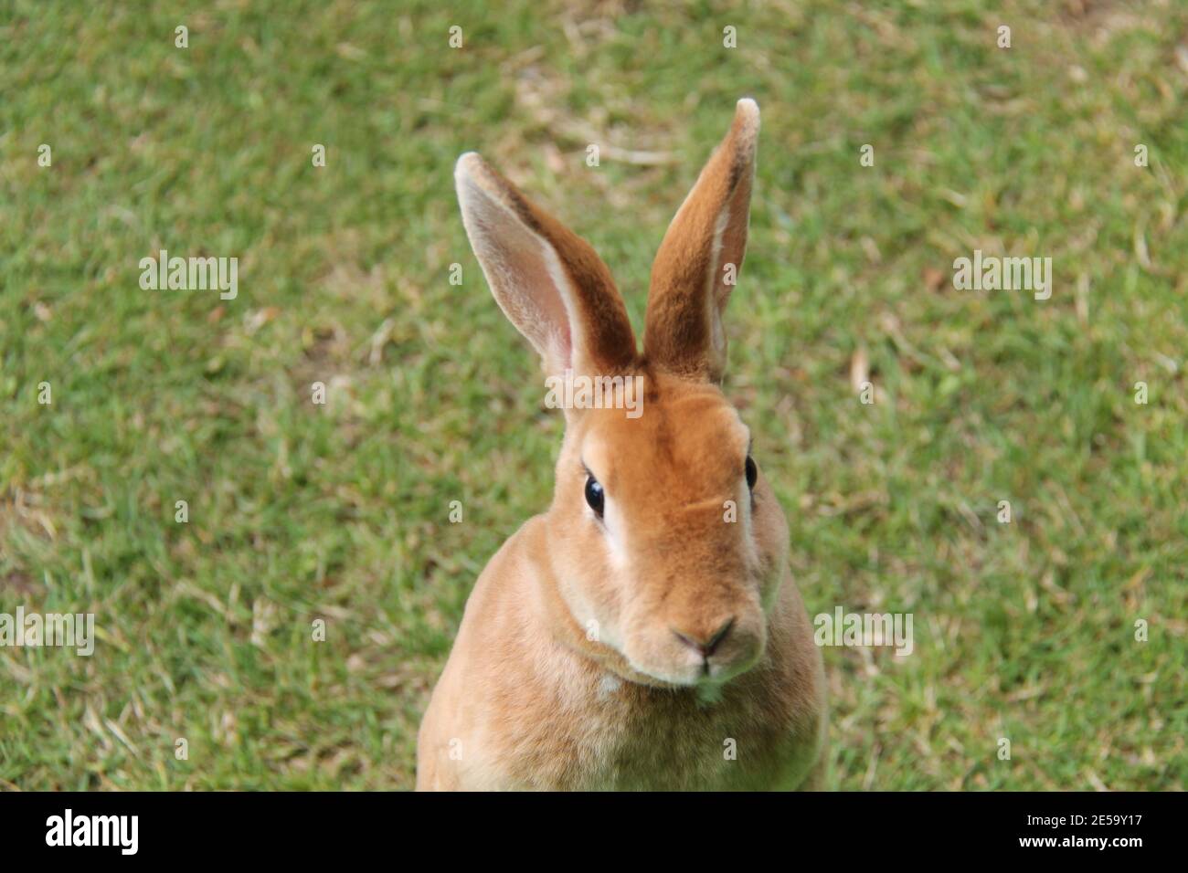 Le visage d'un joli lapin Rex. Banque D'Images