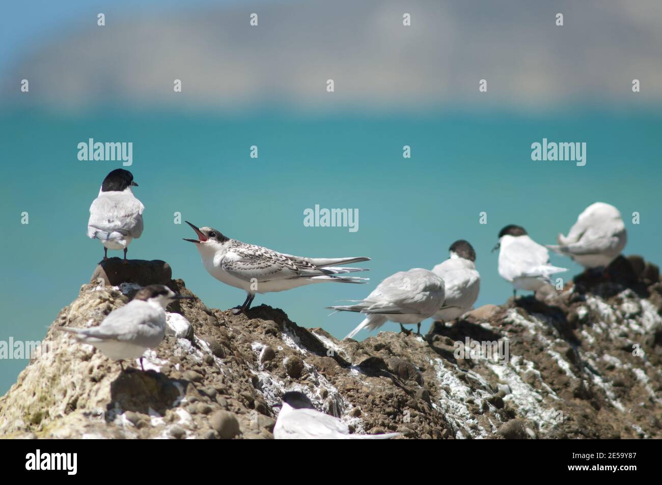 Sterna striata à la façade blanche. Jeune demandant de la nourriture. Cape Kidnappers Réserve de Gannet. Île du Nord. Nouvelle-Zélande. Banque D'Images