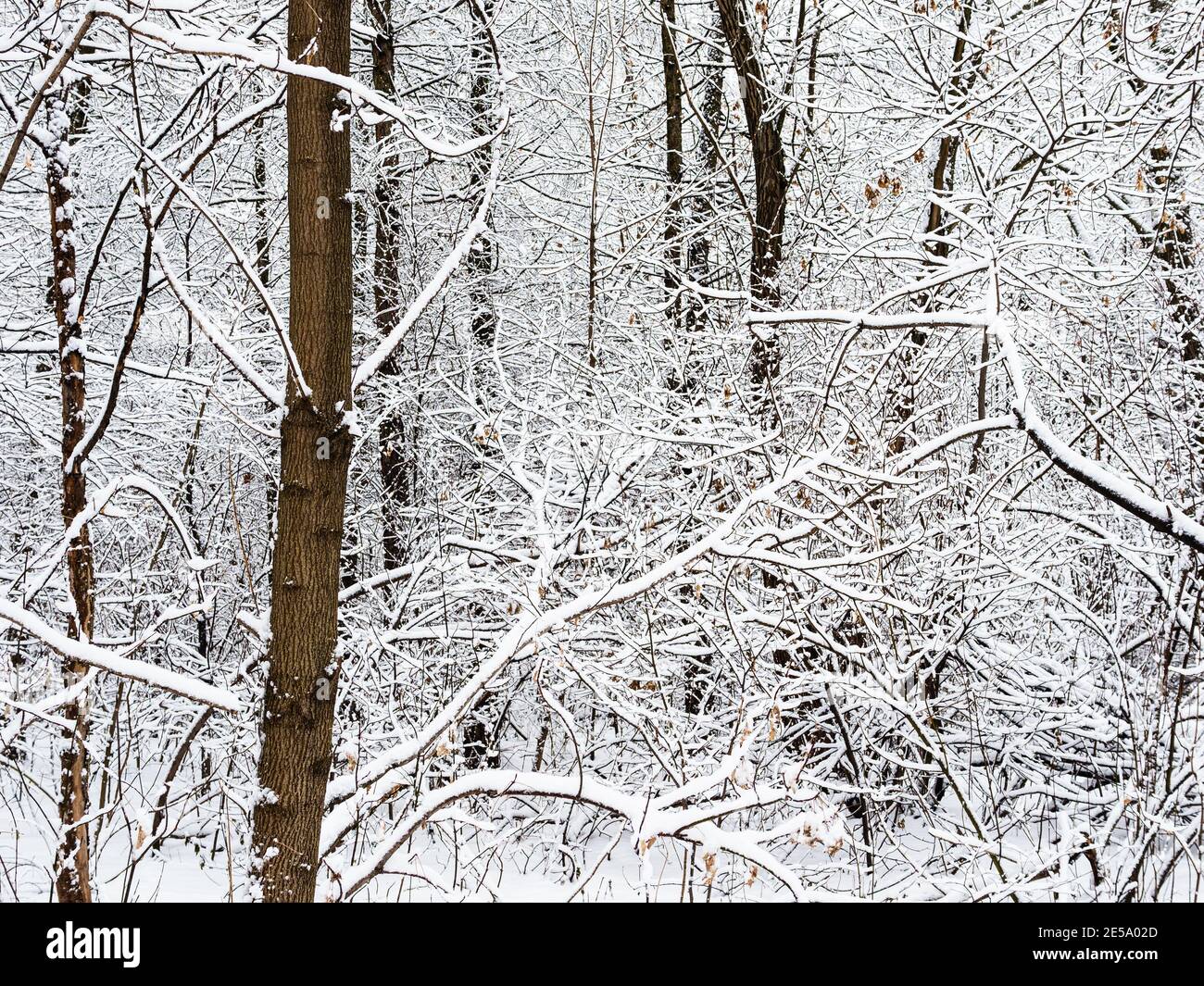 branches d'arbres enneigées dans le parc de la ville le jour d'hiver couvert Banque D'Images