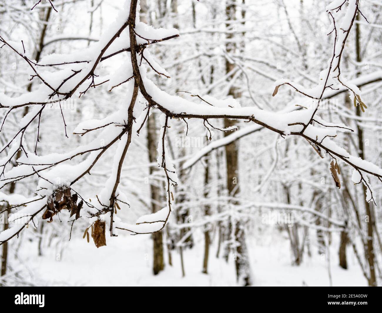 fermeture d'une branche d'arbres enneigée dans un parc municipal enneigé en arrière-plan le jour d'hiver couvert (concentrez-vous sur les brindilles en arrière-plan) Banque D'Images
