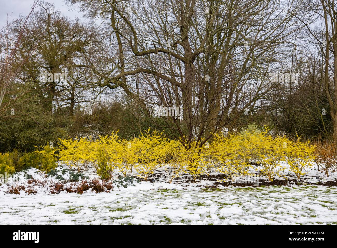 Noisette de sorcière jaune, Hamamelis x intermedia 'pallida', arbres fleurissant dans RHS Garden, Wisley, Surrey, sud-est de l'Angleterre, en hiver avec de la neige Banque D'Images