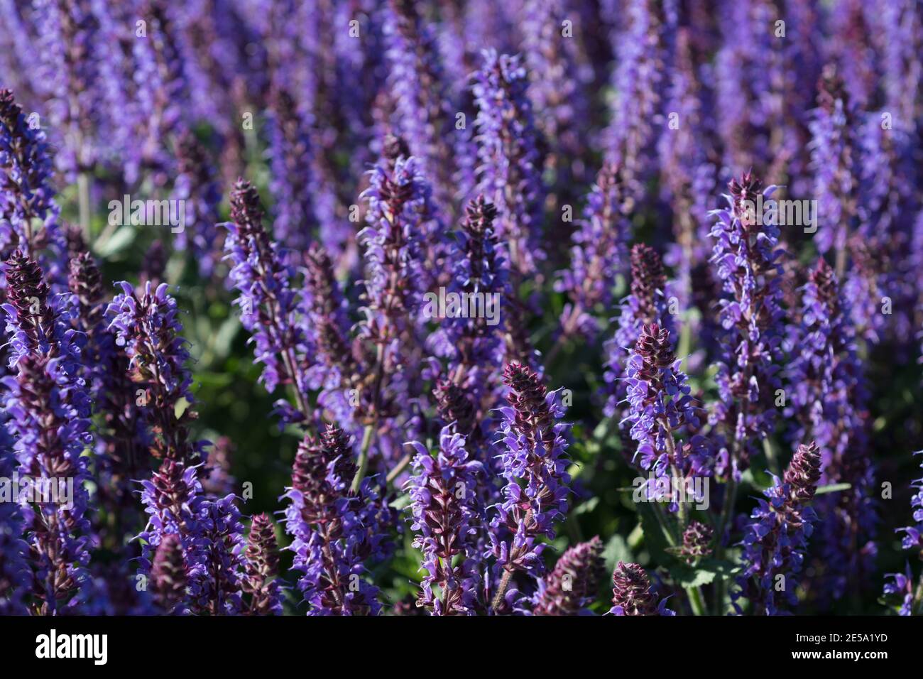 Les fleurs de sauge poussent dans le jardin Banque D'Images