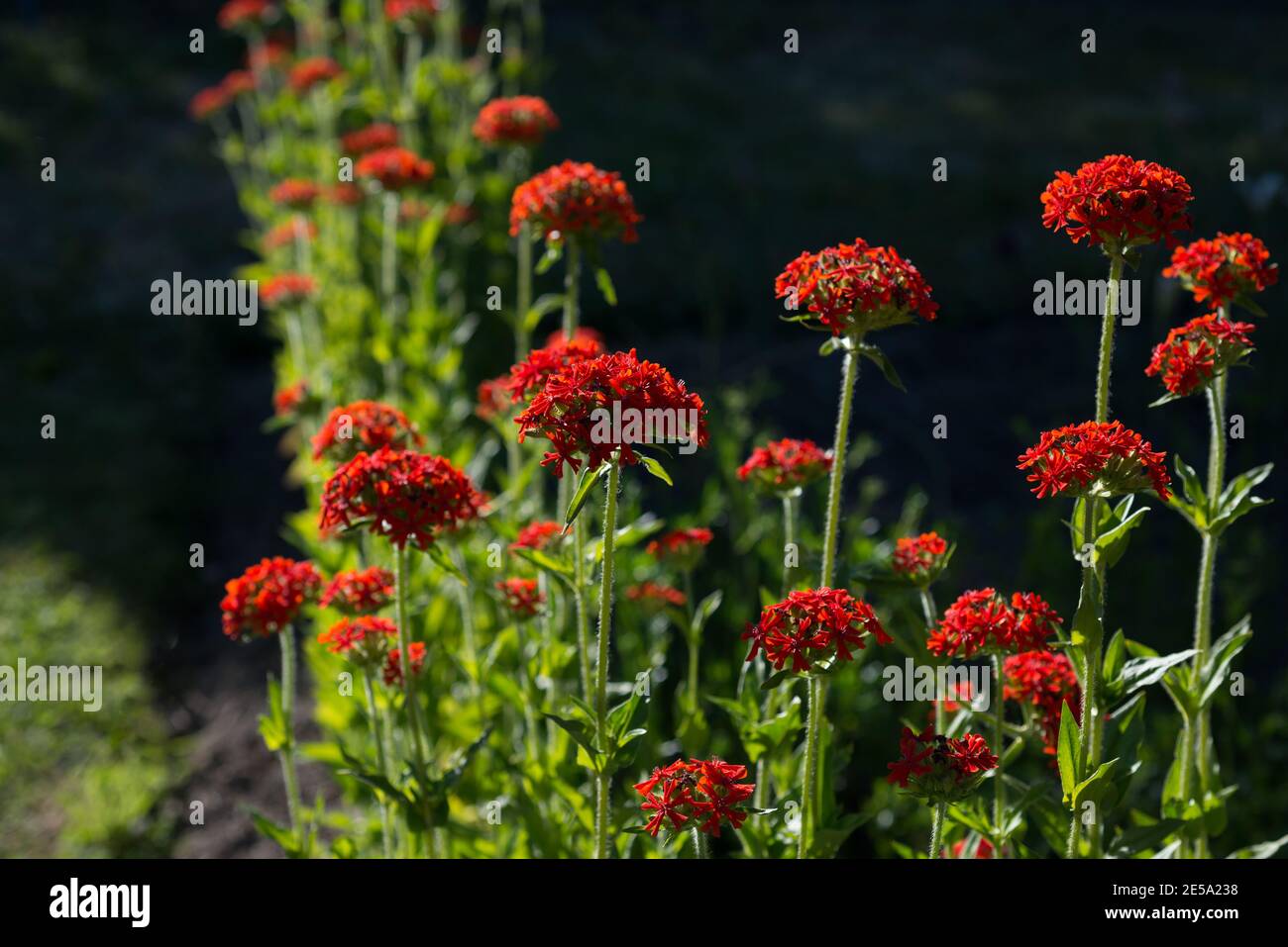 Fleur Lychnis chalcedica dans le jardin Banque D'Images