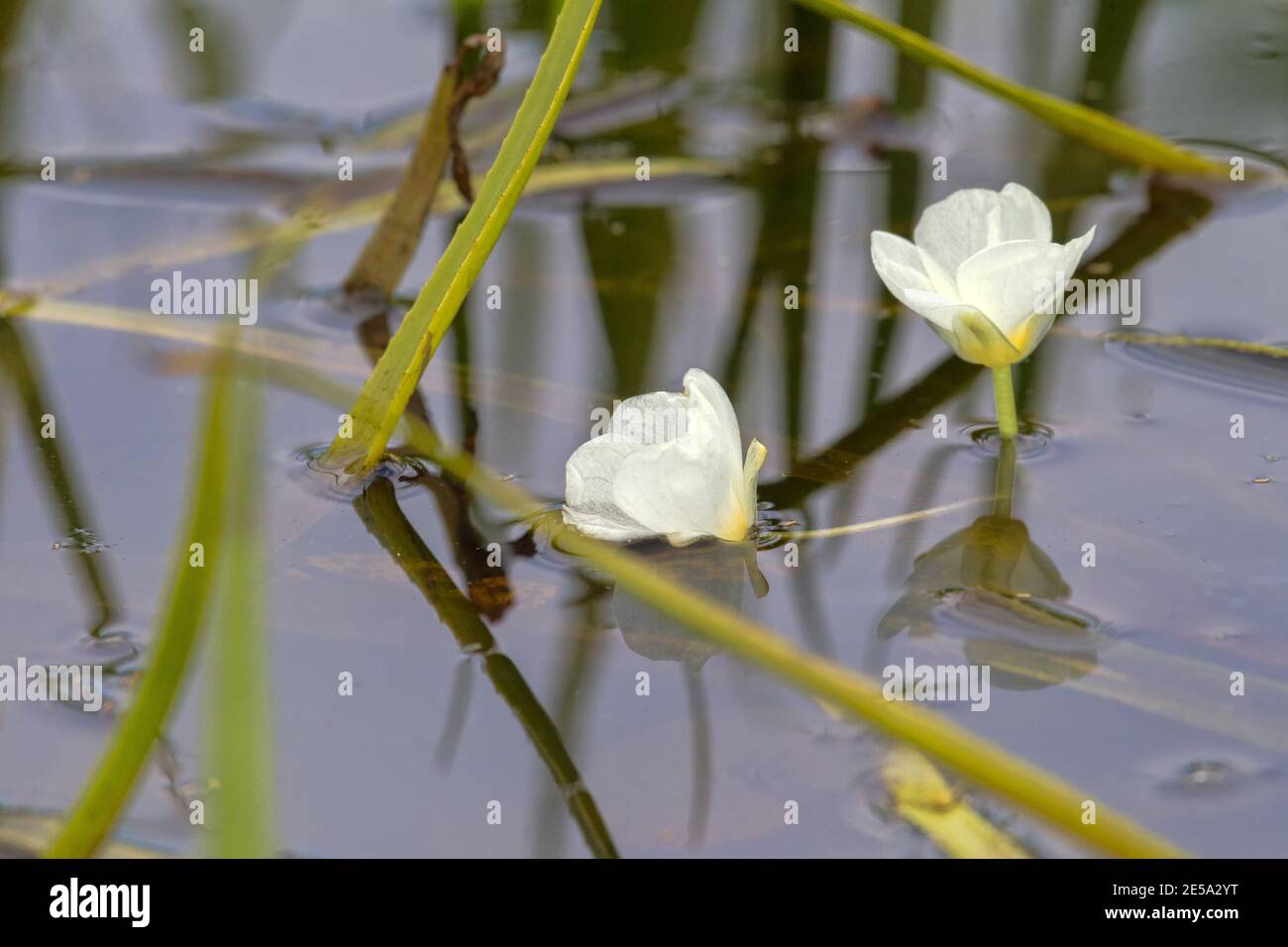 Soldat de l'eau douce (stratiotes aloides) une plante hydrophytique dioïque flotte à la surface en raison de l'accumulation de dioxyde de carbone, des fleurs de macrophytes mâles Banque D'Images
