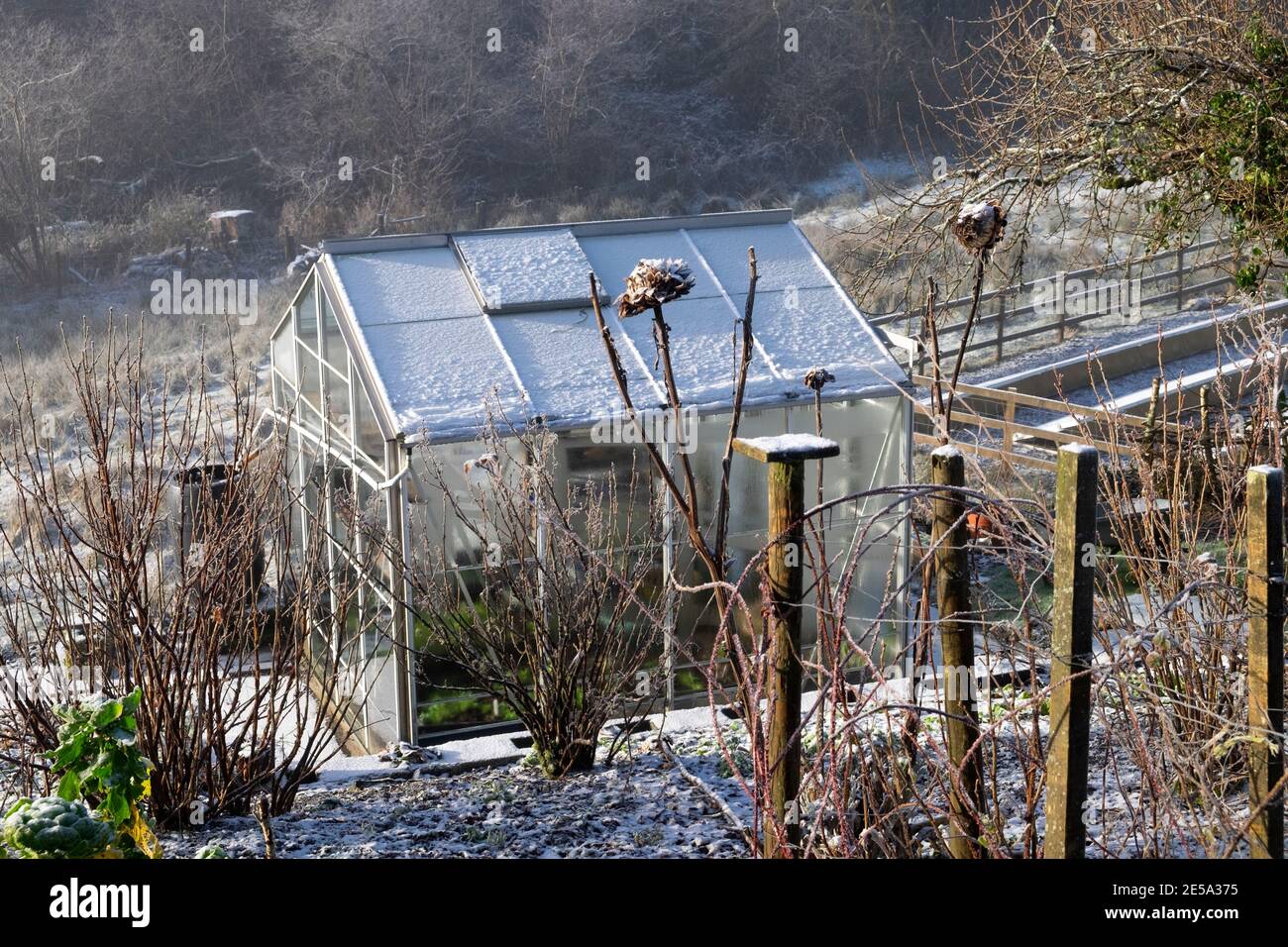 Plantes de jardin arbustes fruitiers et serre avec le gel et la neige dans le soleil d'hiver et vue sur la campagne dans le pays de Galles rural Royaume-Uni Grande-Bretagne KATHY DEWITT Banque D'Images