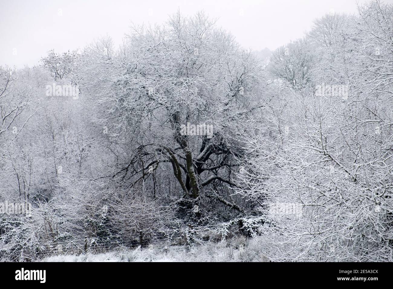 Frêne et branches couvertes dans un beau paysage de campagne de temps neigeux blanc de neige d'arbres couverts de neige en hiver pays de Galles UK KATHY DEWITT Banque D'Images