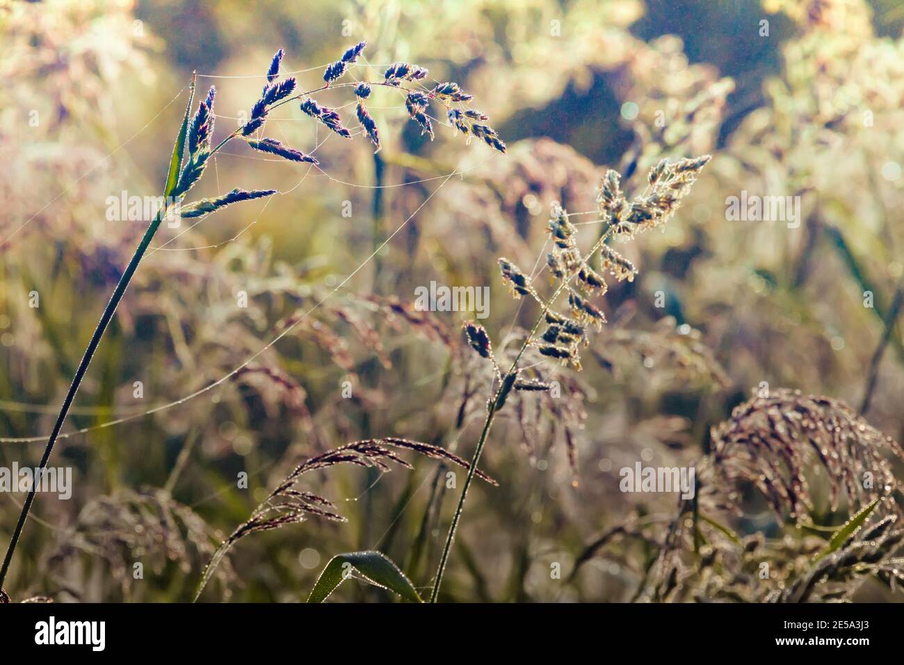 Graminées de prairie coulées sous le poids de la rosée. Un matin d'été  brumeux. Toiles d'araignée et feuilles dans la rosée Photo Stock - Alamy