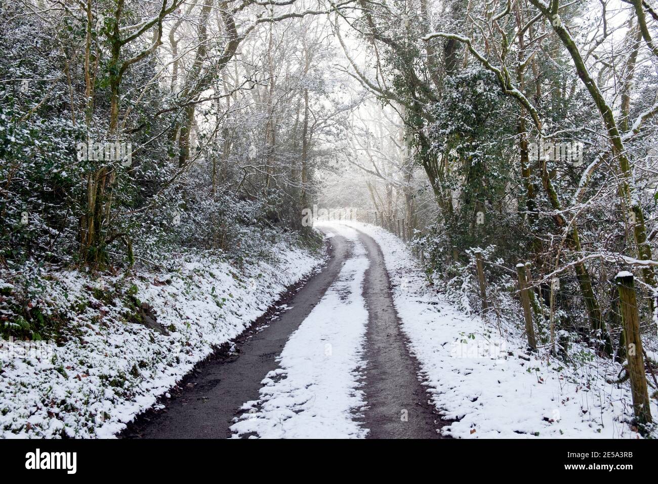 Jolie Ruelle De Campagne Avec Des Arbres Et De La Neige En Hiver Dans Le Carmarthenshire Pays De Galles Royaume Uni Janvier 21 Kathy Dewitt Photo Stock Alamy