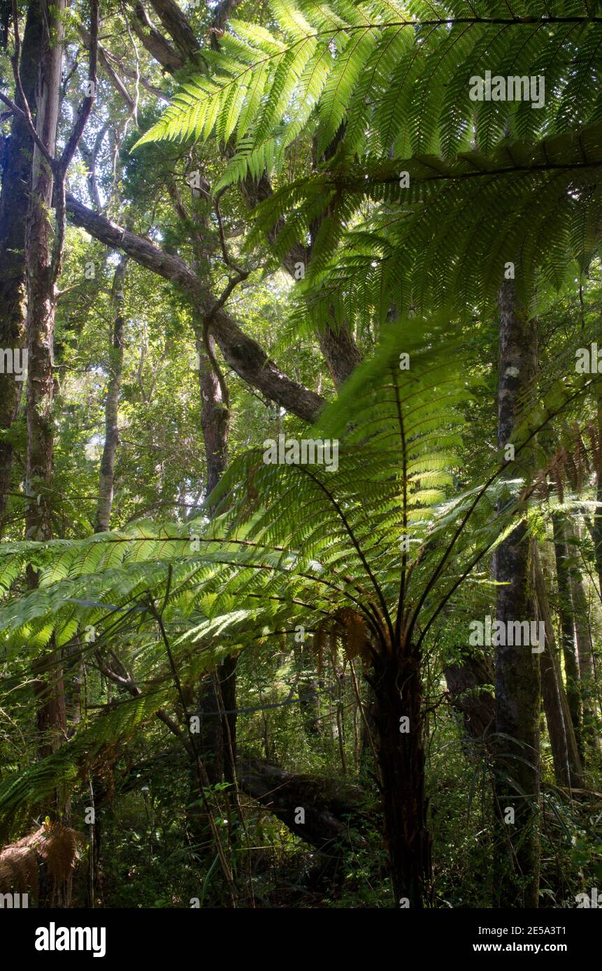 L'arbre de Nouvelle-Zélande fougères Dicksonia squarrosa dans une forêt tropicale. Île Ulva. Parc national de Rakiura. Nouvelle-Zélande. Banque D'Images