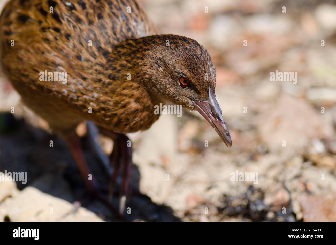 Steward Island weka Gallirallus australis scotti. Boulder Beach. Île Ulva. Parc national de Rakiura. Nouvelle-Zélande. Banque D'Images