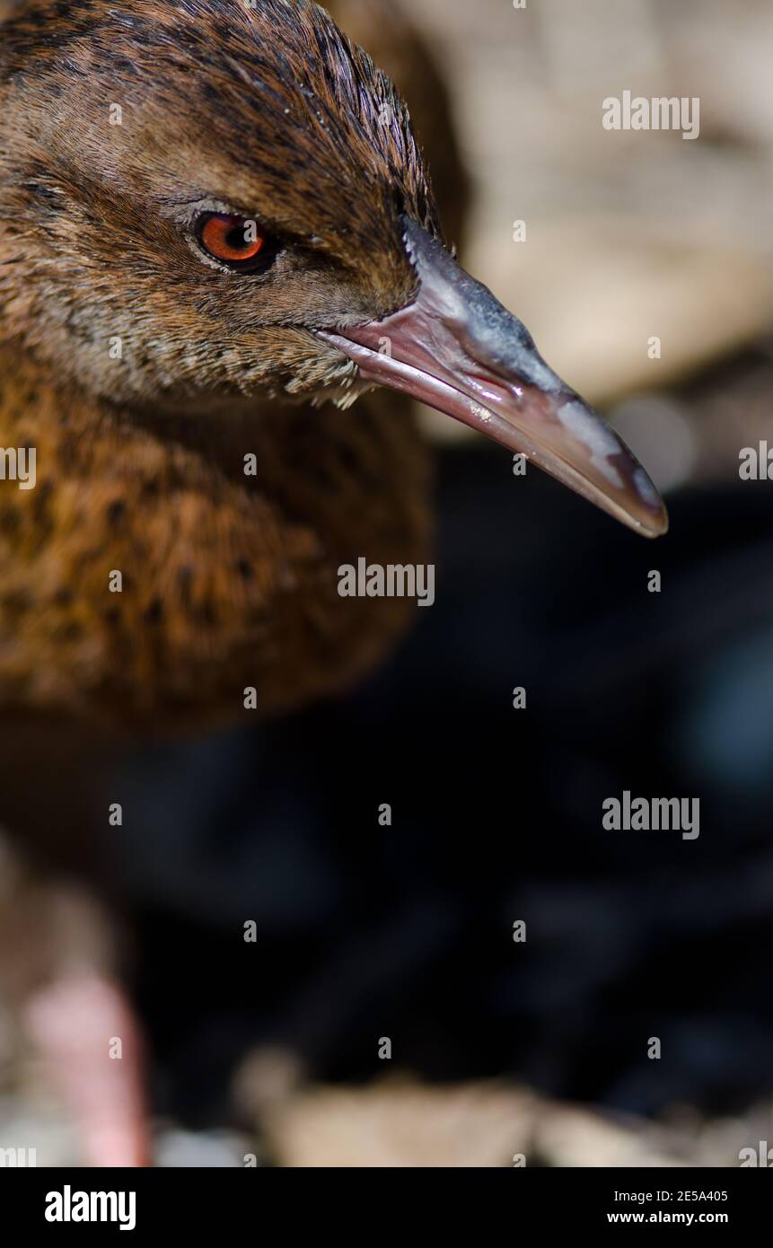 Steward Island weka Gallirallus australis scotti. Boulder Beach. Île Ulva. Parc national de Rakiura. Nouvelle-Zélande. Banque D'Images
