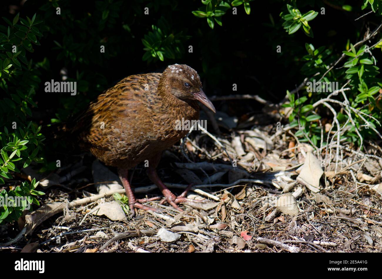 Steward Island weka Gallirallus australis scotti. Boulder Beach. Île Ulva. Parc national de Rakiura. Nouvelle-Zélande. Banque D'Images