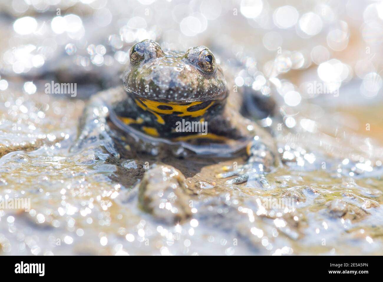 Crapaud à ventre jaune, crapaud à ventre jaune, crapaud à feu variable (Bombina variegata), assis sur le front de mer, Allemagne Banque D'Images