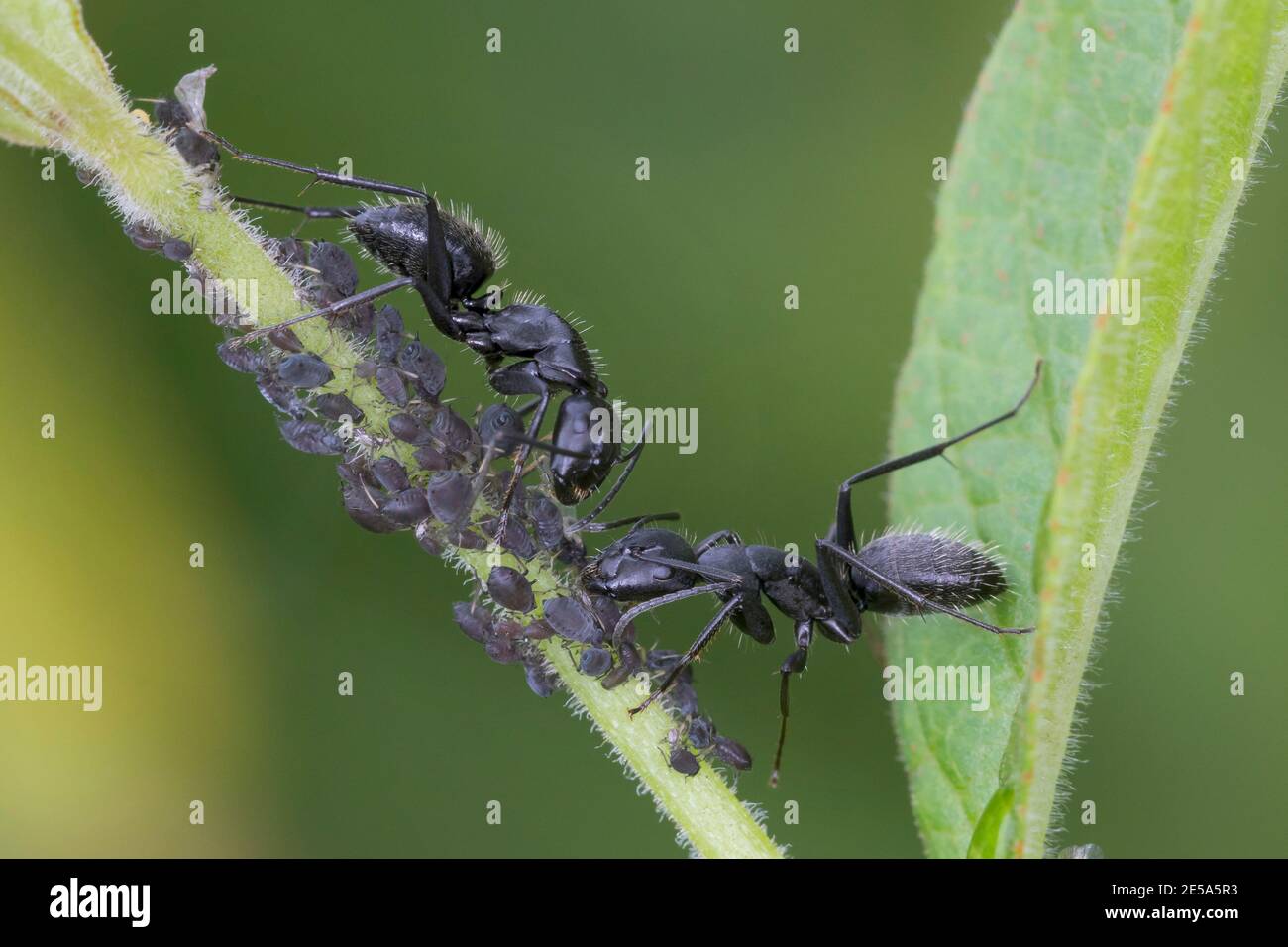 Bois de charpentier de chêne (Camponotus vagus), dans une colonie de mouche verte, Allemagne Banque D'Images