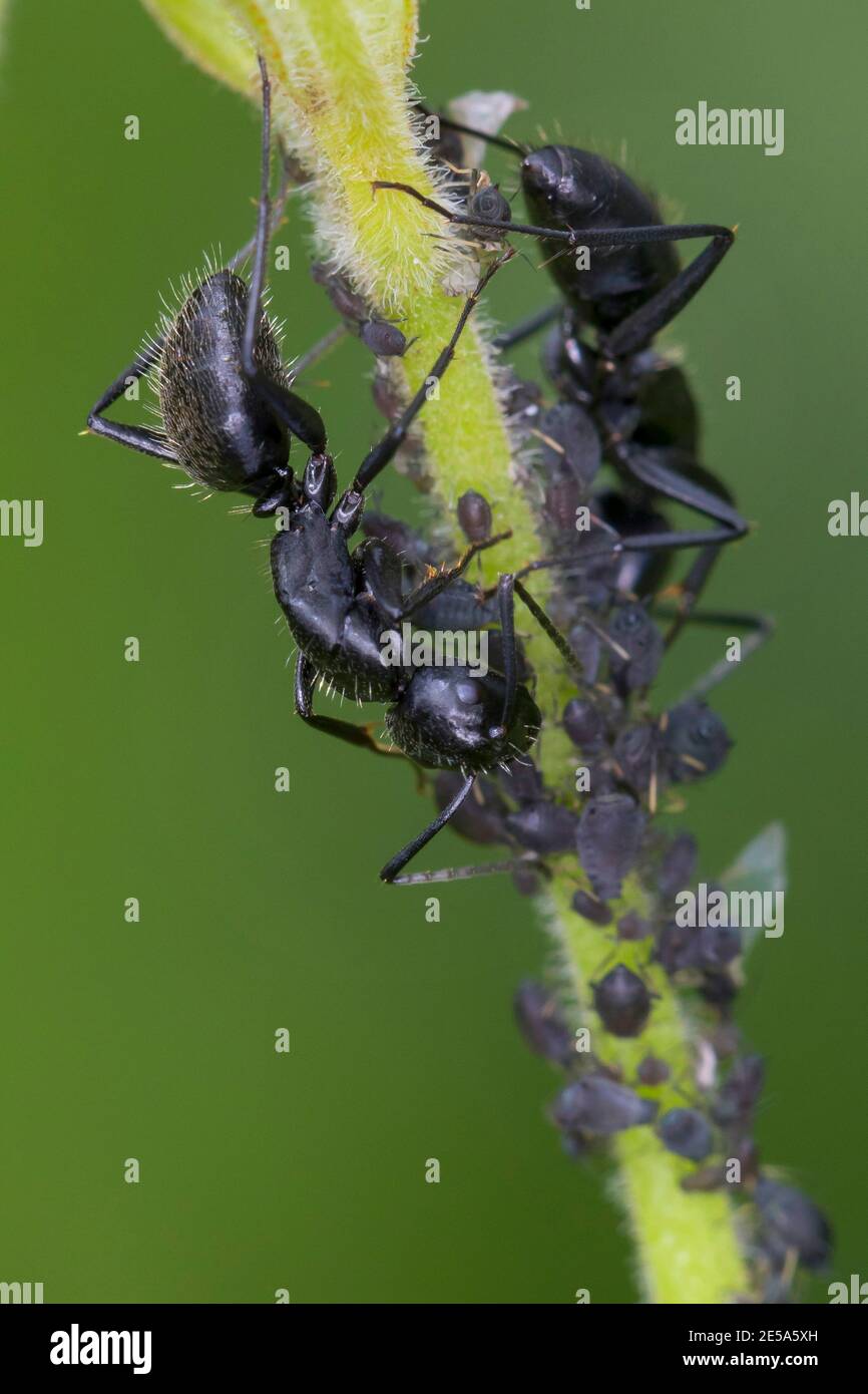 Bois de charpentier de chêne (Camponotus vagus), dans une colonie de mouche verte, Allemagne Banque D'Images