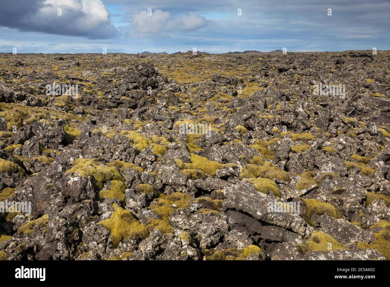 Paysage volcanique avec lichens et mousses, Islande, péninsule de Reykjanes Banque D'Images