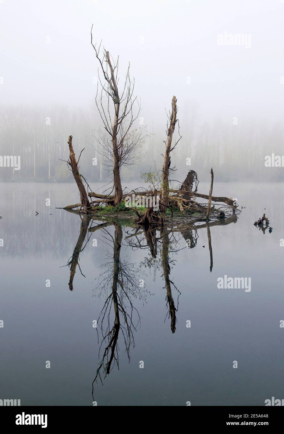 île avec arbres morts dans un lac dans la brume de novembre, Allemagne, Rhénanie-du-Nord-Westphalie, Xanten, Naturschutzgebiet Bislicher Insel Banque D'Images