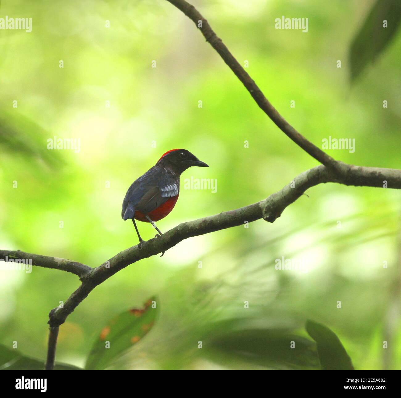 Garnet Pitta (Erythropitta granatina), adulte perché sur une branche de la forêt tropicale, Malaisie, Taman Negara Banque D'Images