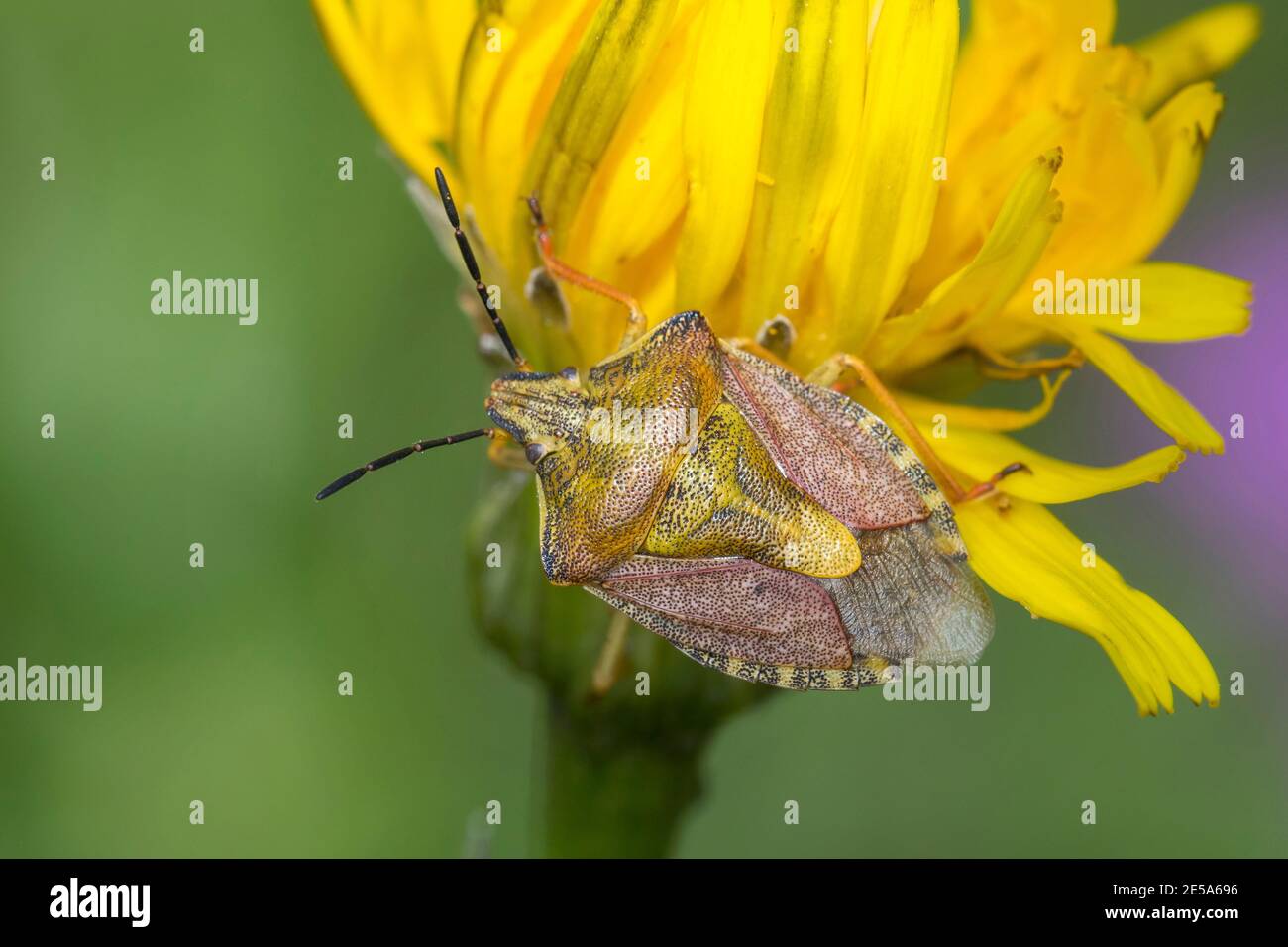 Insecte bouclier (Carpocoris cf. Purpureipennis), se trouve sur un bourgeon de fleur, Autriche, Carinthie Banque D'Images