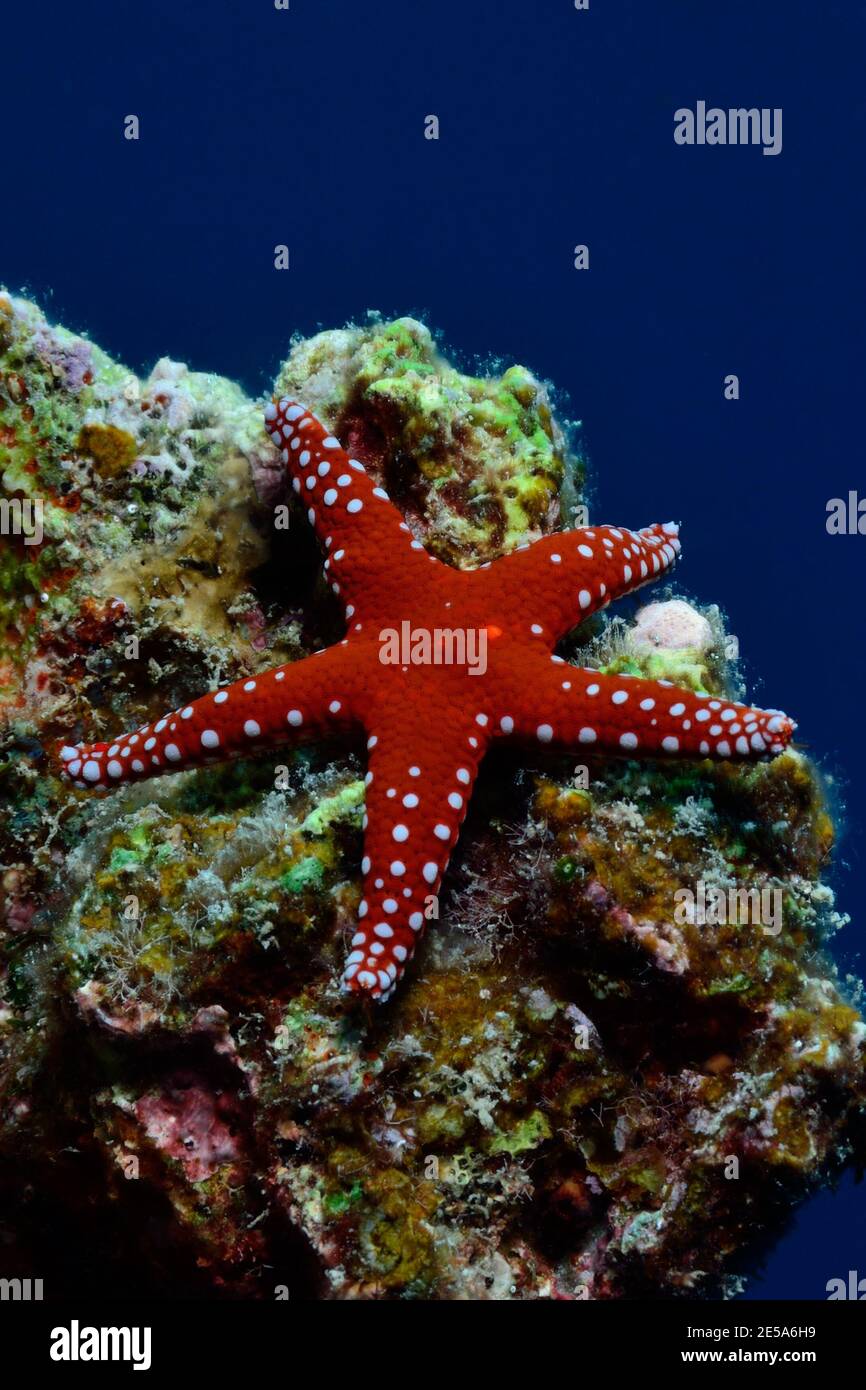 Fromia ghardaqana, étoile de mer ghardaqa, étoile de mer en tuiles royales, Ghardaqa-Seestern Banque D'Images
