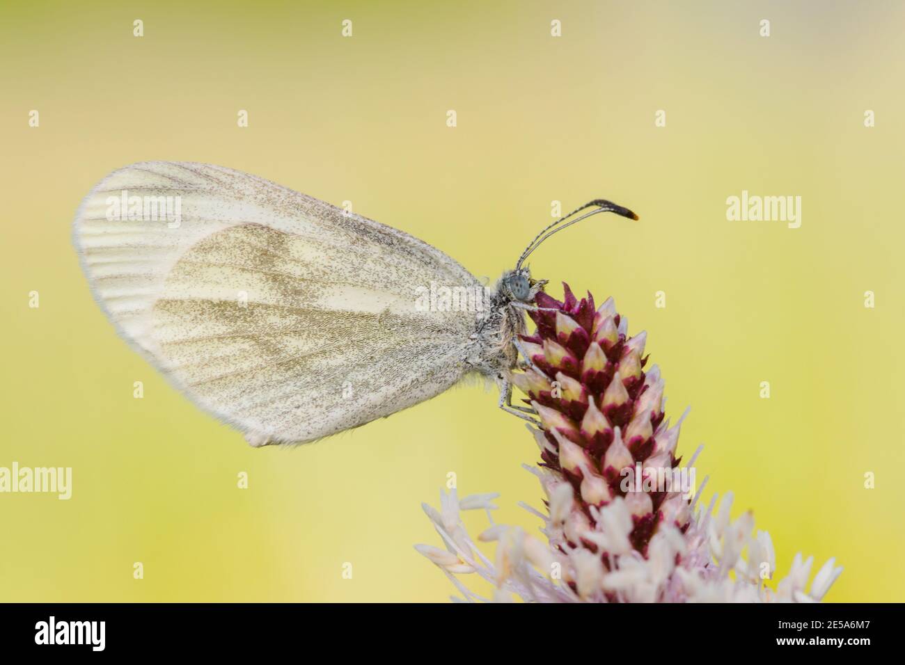 Papillon blanc en bois, blanc en bois (Leptidea sinapis), se trouve sur le plantain de bonnier, Plantago Media, Allemagne, Rhénanie-du-Nord-Westphalie Banque D'Images